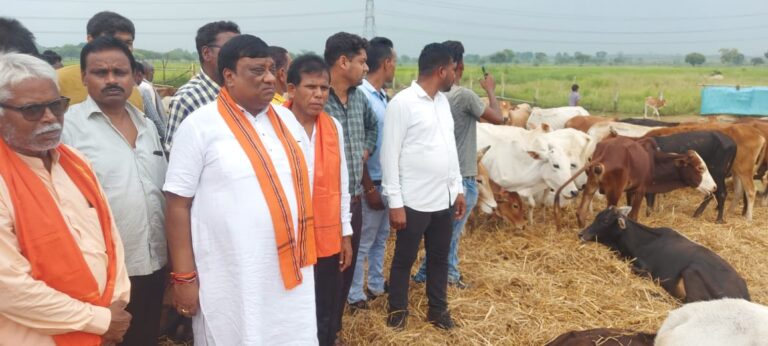 ग्राम भैसों (पामगढ़) के गौठान में 1 माह में 90 से अधिक गायों की मृत्यु हुई है – नेता प्रतिपक्ष चंदेल