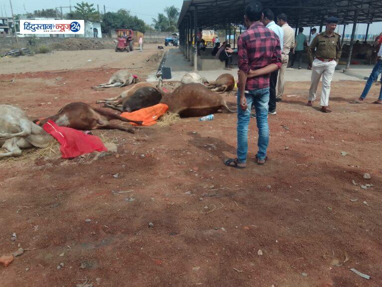गौ तस्करी breaking news……..100 मवेशियों से भरी ट्रक को ग्रामीणों ने पकड़ा 13 गाय मृत अवस्था में पाई गई