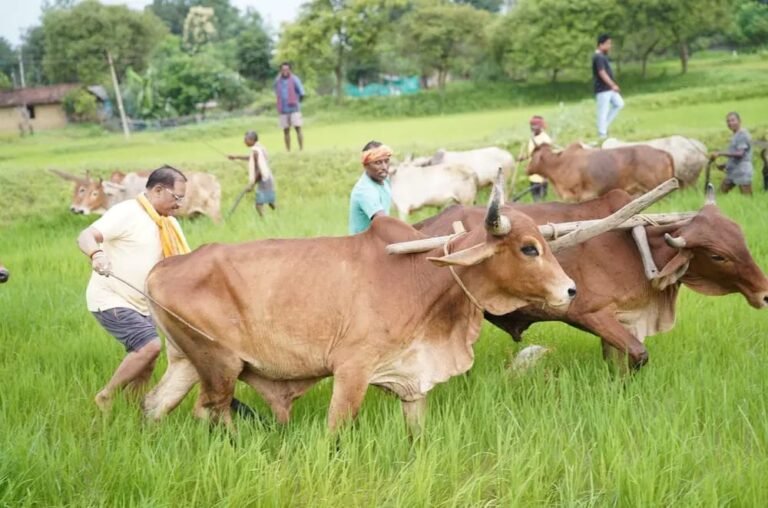 सुबह-सुबह खेत में उतरे CM विष्णुदेव साय : बैलों के साथ हल चलाकर की बियासी; याद आया पुराना वक्त