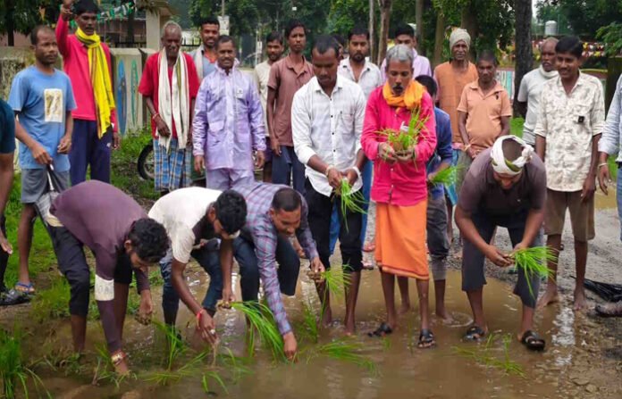जर्जर सड़क से परेशान ग्रामीणों का अनोखा प्रदर्शन, गड्ढों में रोपे धान और बेशरम के पौधे जर्जर सड़क से परेशान ग्रामीणों का अनोखा प्रदर्शन, गड्ढों में रोपे धान और बेशरम के पौधे