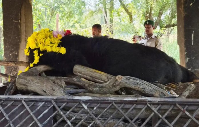 नंदनवन सफारी में शोक : 25 साल की हिमालयन भालू फफोरी ने दुनिया को कहा अलविदा, गुवाहाटी से लाई गई थी रायपुर